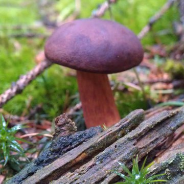 Quis nibh convallis fringilla