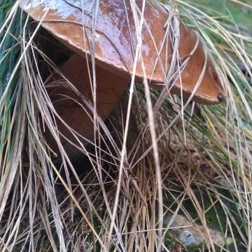 Quis nibh convallis fringilla